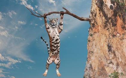 Tiber hanging from a tree limb